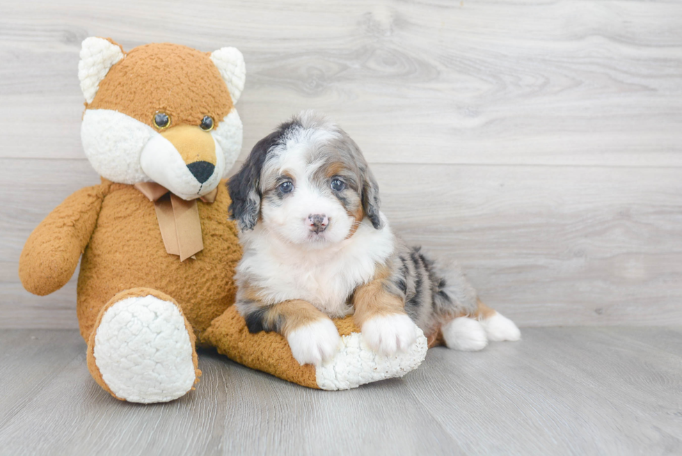 Mini Bernedoodle Pup Being Cute