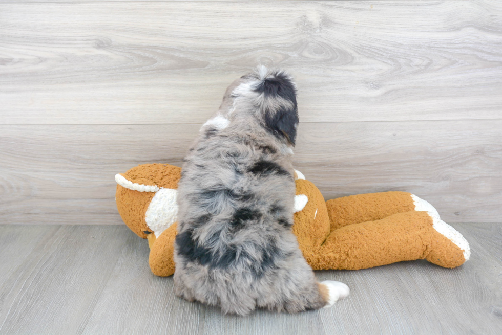 Mini Bernedoodle Pup Being Cute