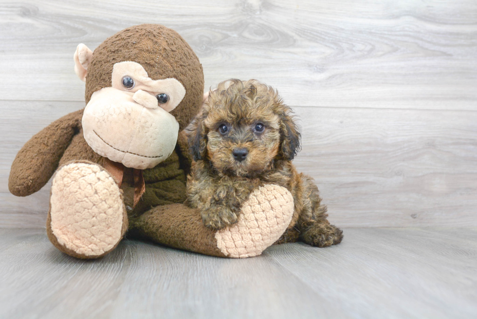 Energetic Mini Berniedoodle Poodle Mix Puppy