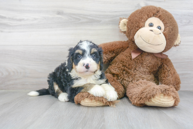 Sweet Mini Bernedoodle Baby