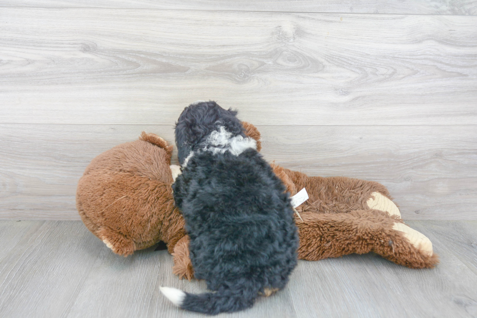 Best Mini Bernedoodle Baby