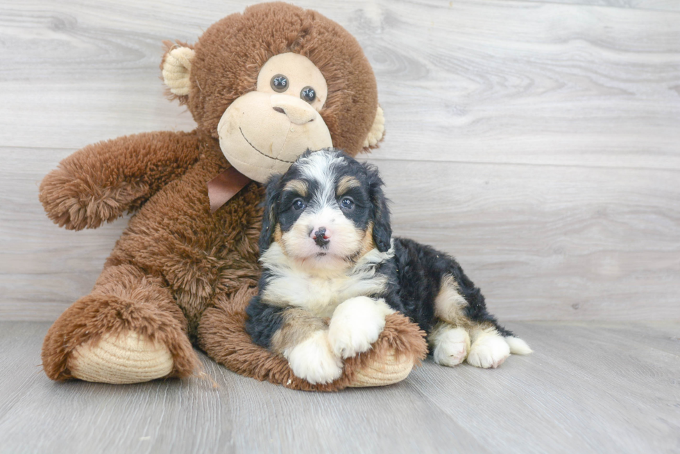 Smart Mini Bernedoodle Poodle Mix Pup