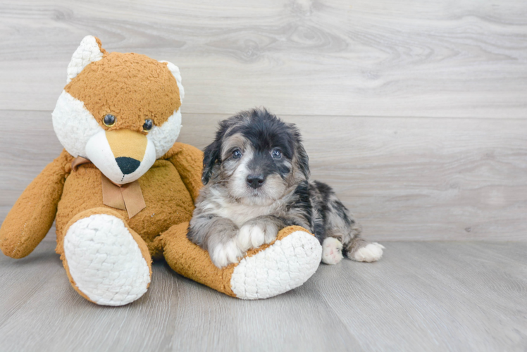 Mini Bernedoodle Puppy for Adoption