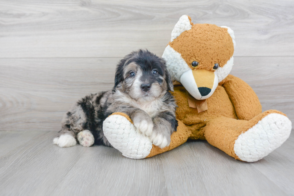 Mini Bernedoodle Puppy for Adoption