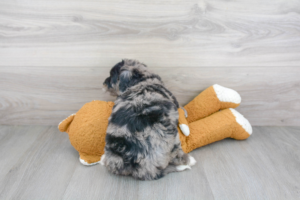 Smart Mini Bernedoodle Poodle Mix Pup