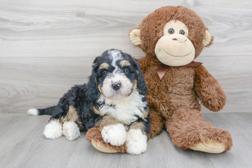 Little Mini Berniedoodle Poodle Mix Puppy