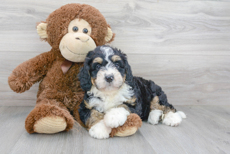 Mini Bernedoodle Pup Being Cute