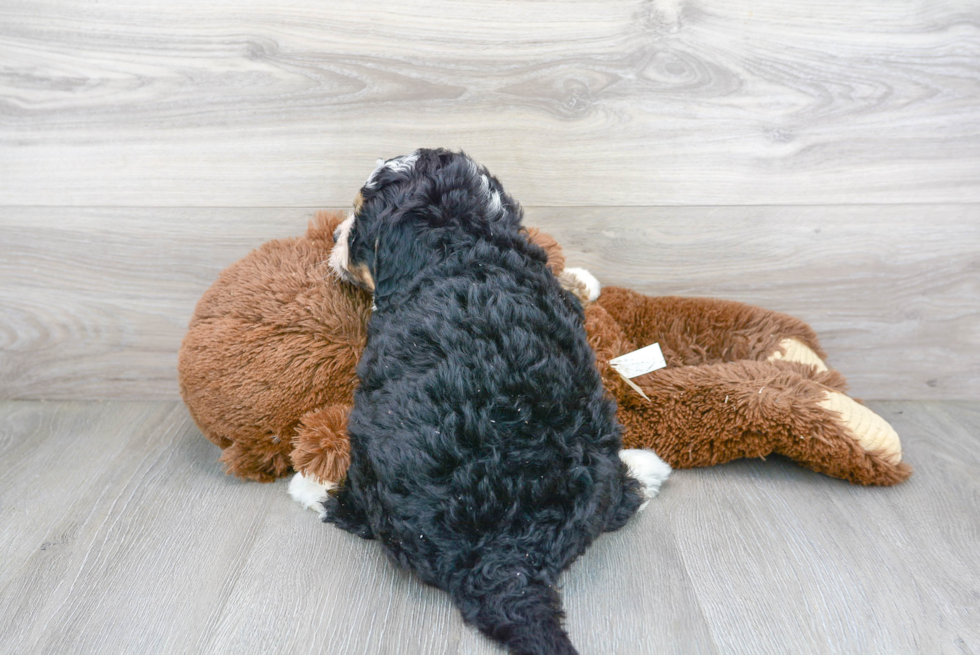 Cute Mini Bernedoodle Baby