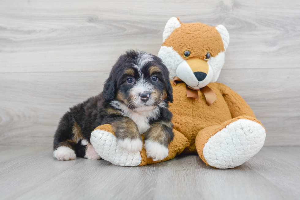 Adorable Bernadoodle Poodle Mix Puppy