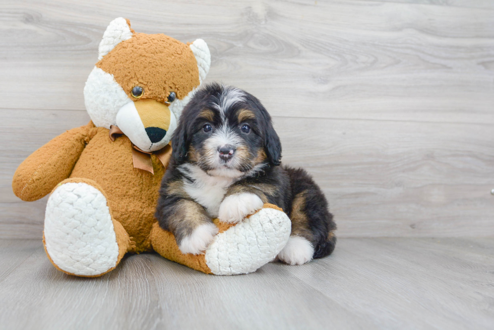 Sweet Mini Bernedoodle Baby