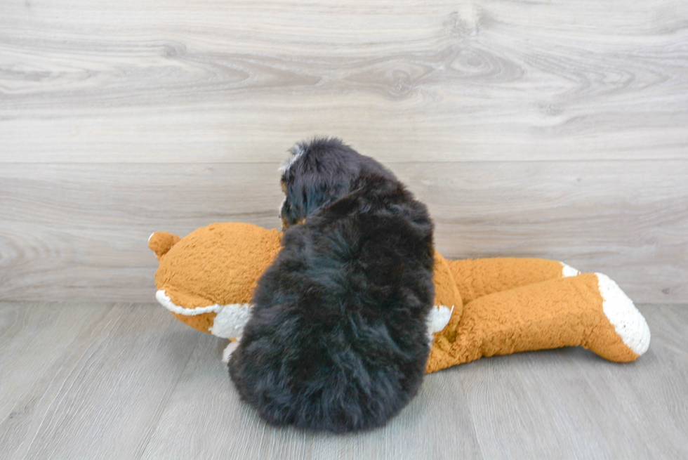 Energetic Bernadoodle Poodle Mix Puppy