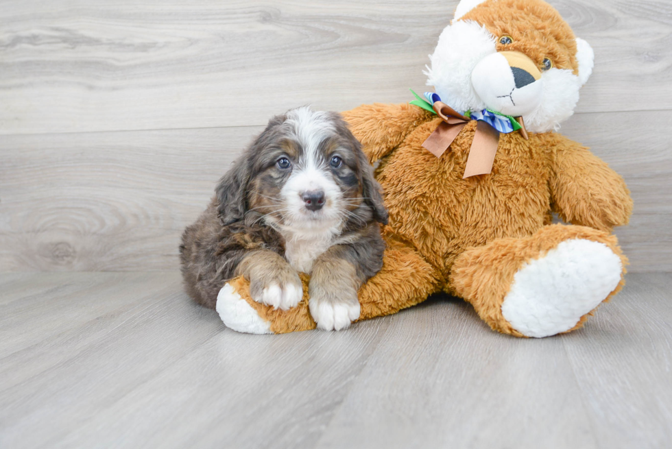 Mini Bernedoodle Pup Being Cute