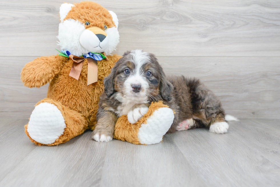 Happy Mini Bernedoodle Baby