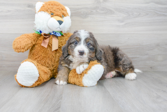 Happy Mini Bernedoodle Baby