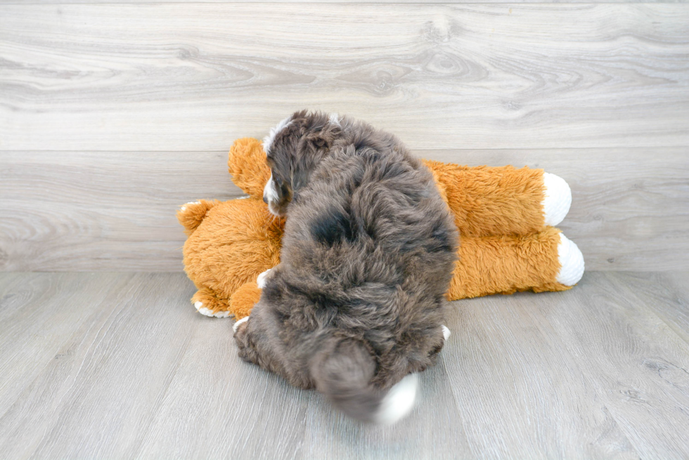 Petite Mini Bernedoodle Poodle Mix Pup