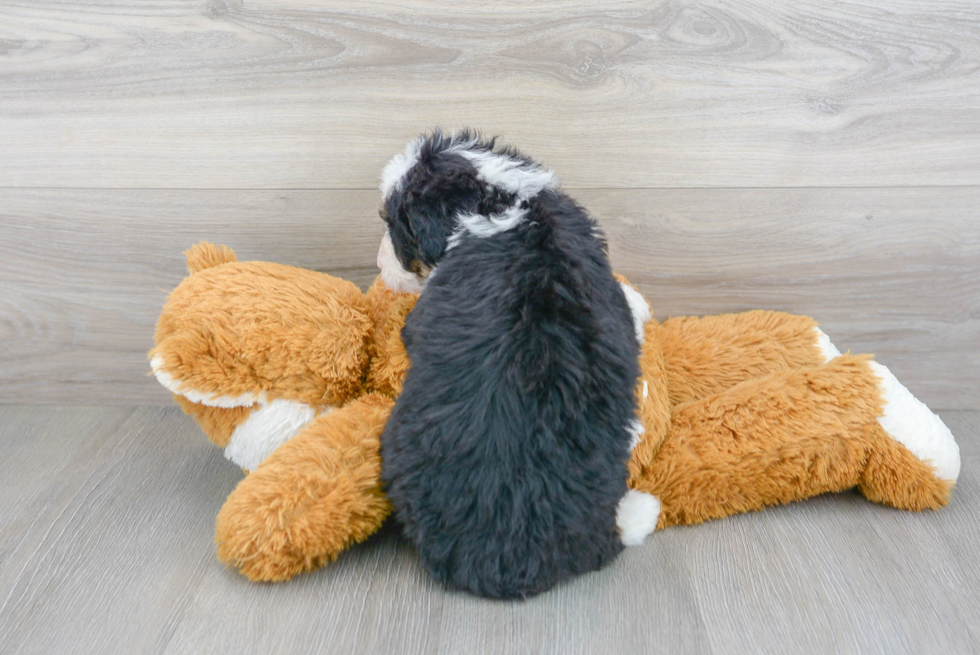 Petite Mini Bernedoodle Poodle Mix Pup