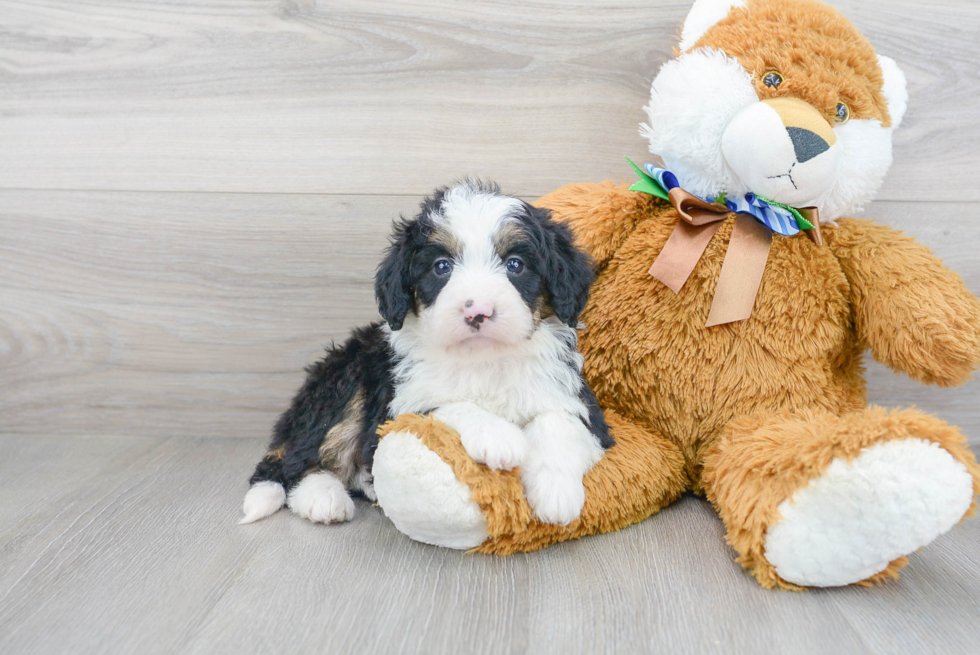 Best Mini Bernedoodle Baby