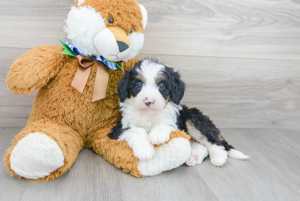 Mini Bernedoodle Puppy for Adoption