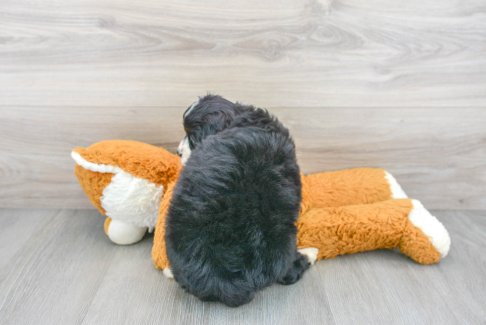 Popular Mini Bernedoodle Poodle Mix Pup