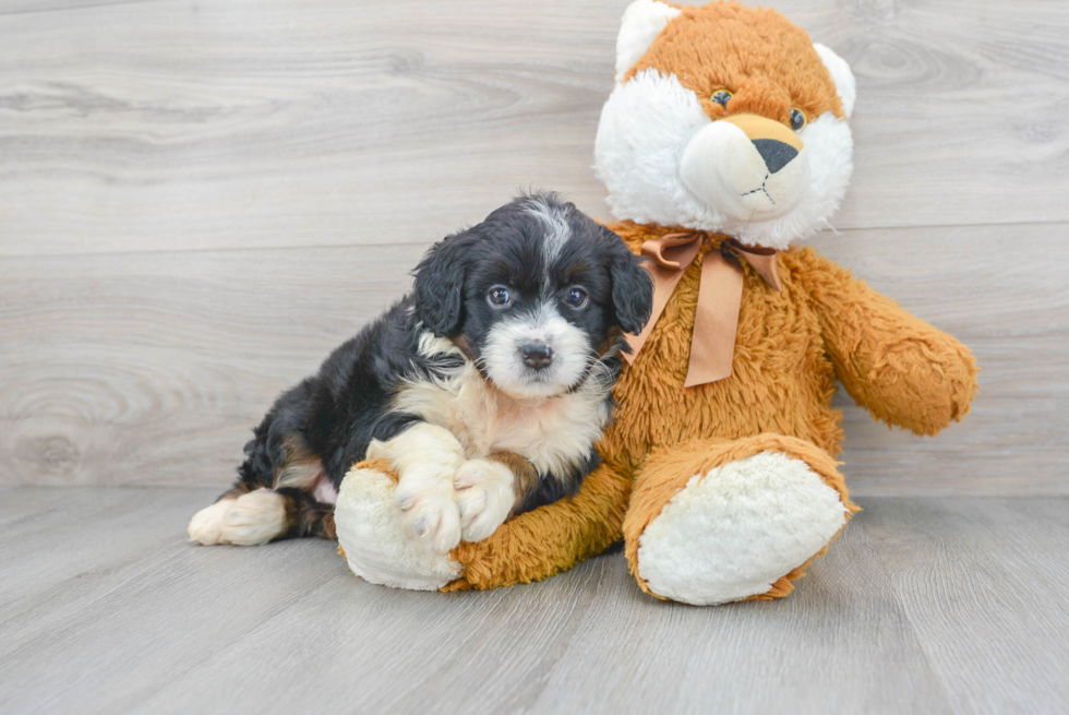 Best Mini Bernedoodle Baby