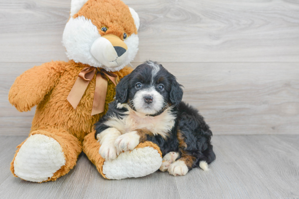 Mini Bernedoodle Puppy for Adoption