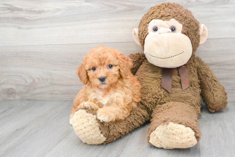 Mini Bernedoodle Pup Being Cute