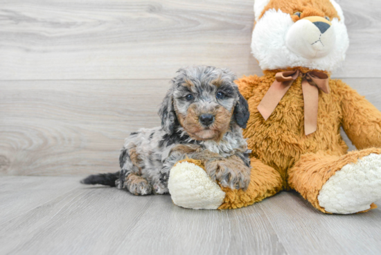 Mini Bernedoodle Pup Being Cute