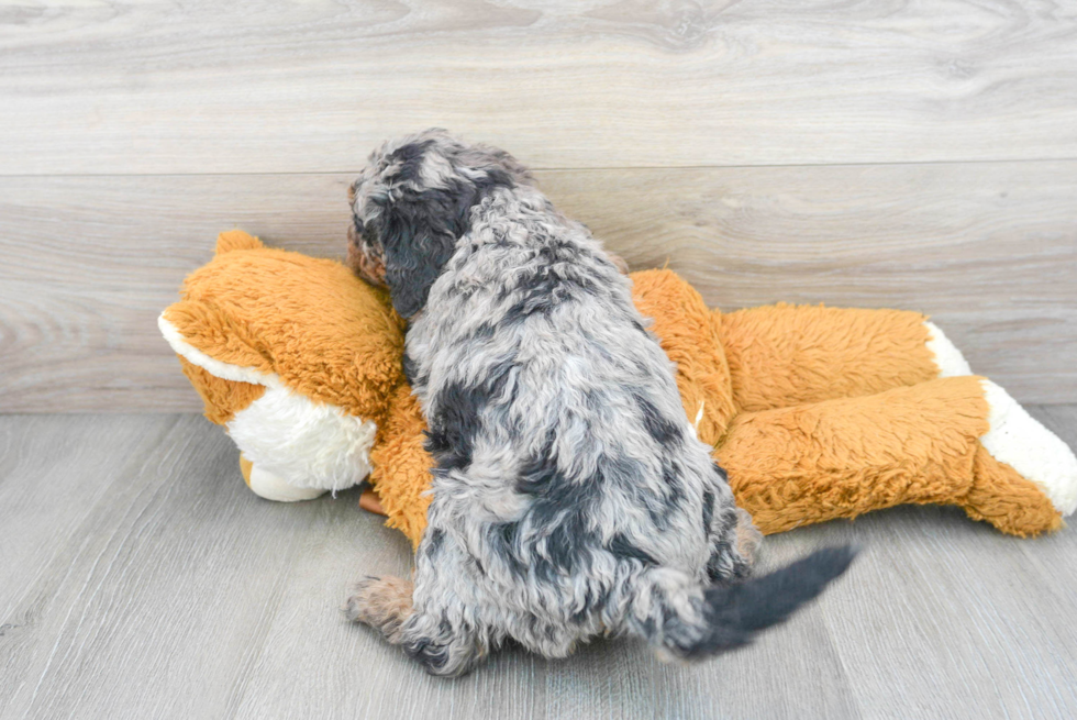 Mini Bernedoodle Puppy for Adoption