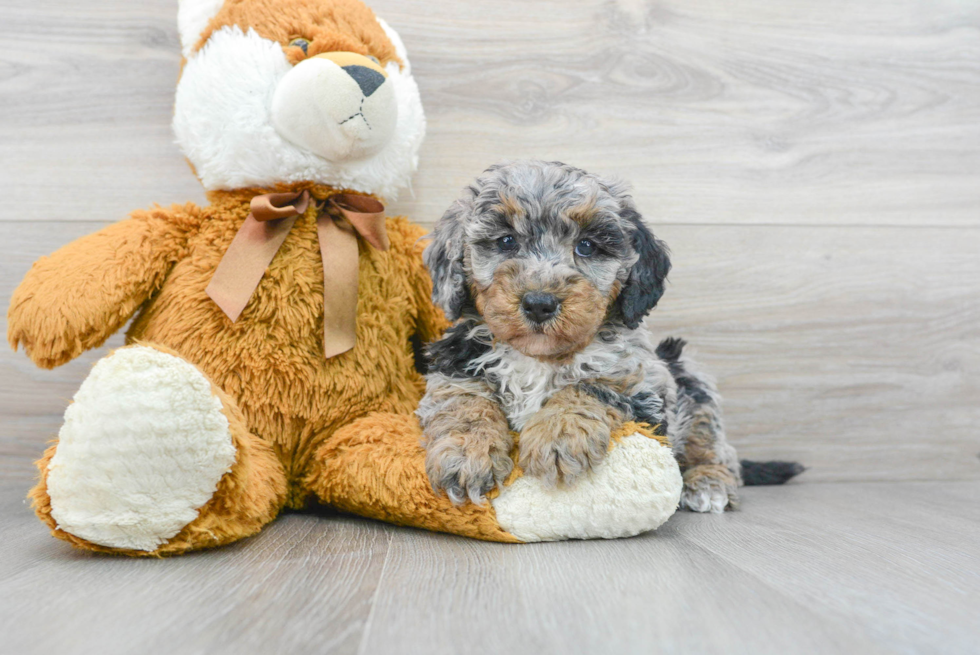 Happy Mini Bernedoodle Baby