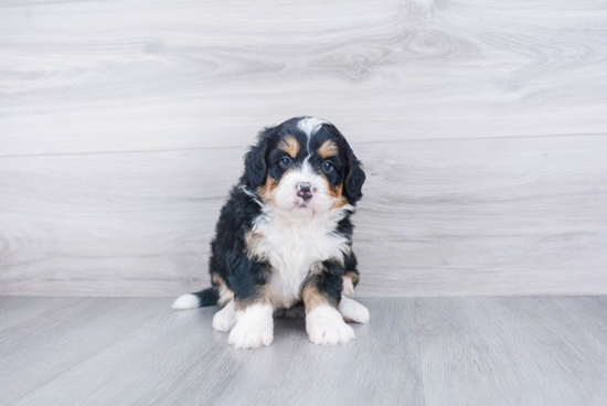 Best Mini Bernedoodle Baby