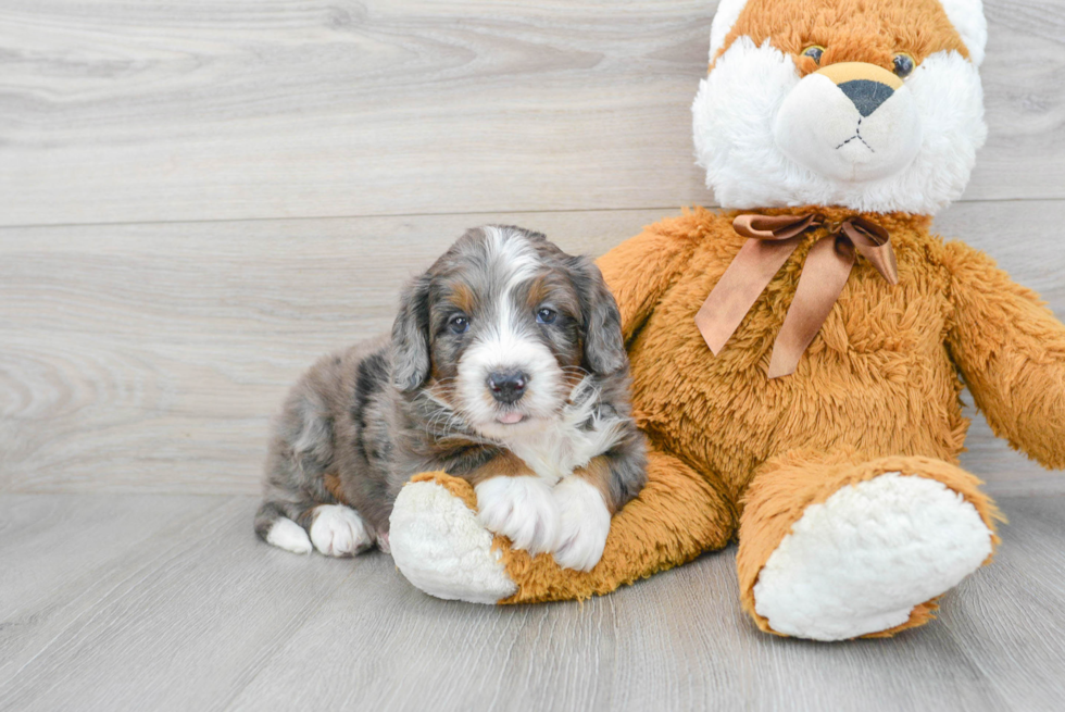 Mini Bernedoodle Puppy for Adoption