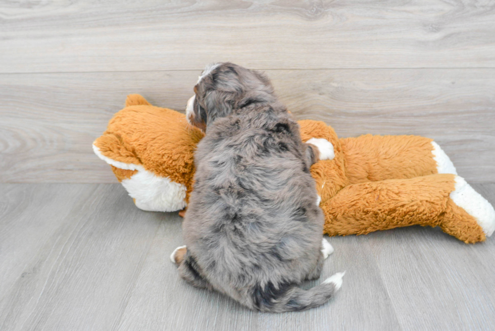 Mini Bernedoodle Puppy for Adoption