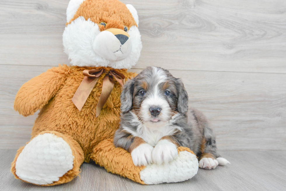 Popular Mini Bernedoodle Poodle Mix Pup