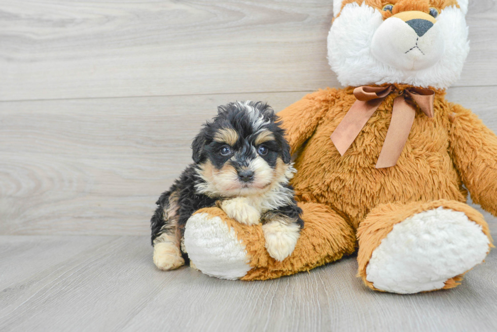 Mini Bernedoodle Pup Being Cute