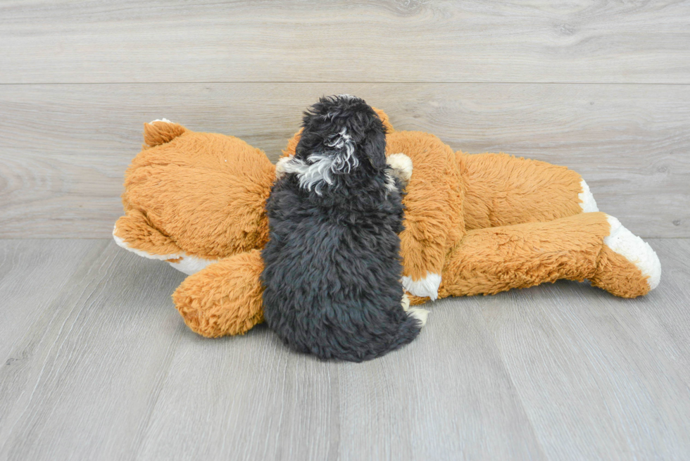 Best Mini Bernedoodle Baby