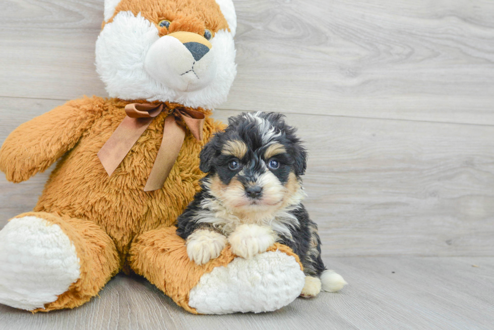 Mini Bernedoodle Pup Being Cute