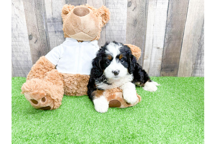 Happy Mini Bernedoodle Baby