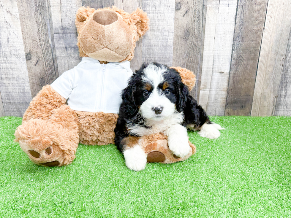 Happy Mini Bernedoodle Baby