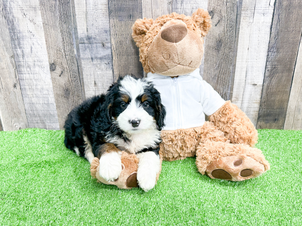 Funny Mini Bernedoodle Poodle Mix Pup