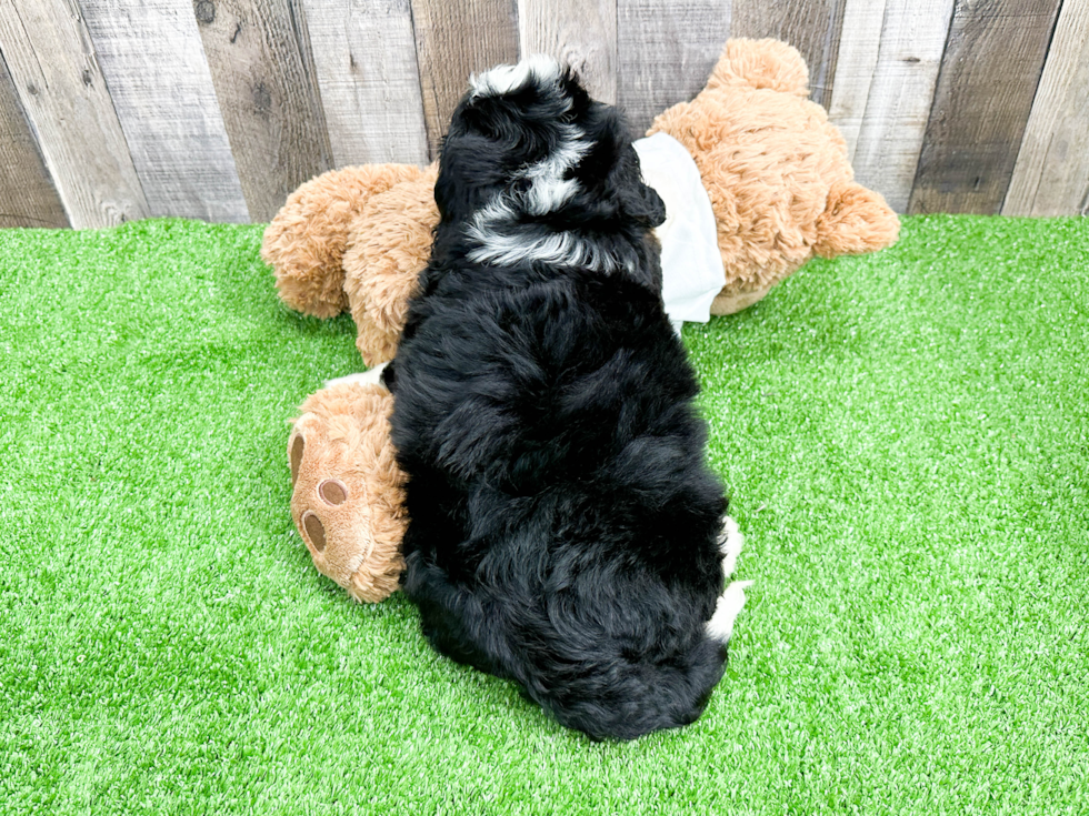 Popular Mini Bernedoodle Poodle Mix Pup