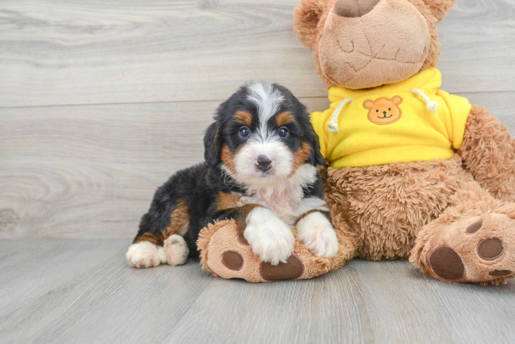 Popular Mini Bernedoodle Poodle Mix Pup