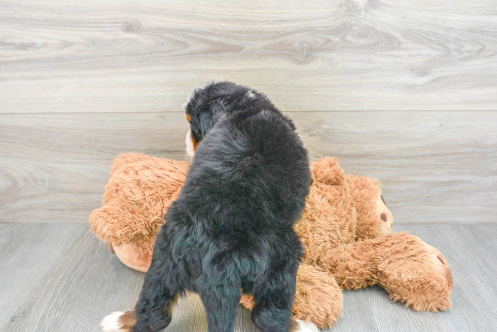 Petite Mini Bernedoodle Poodle Mix Pup
