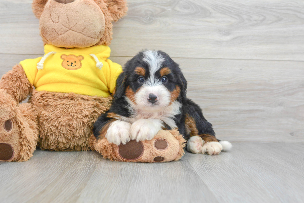 Mini Bernedoodle Pup Being Cute