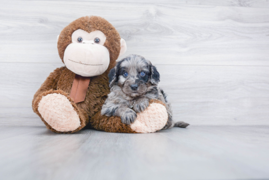 Small Mini Bernedoodle Baby