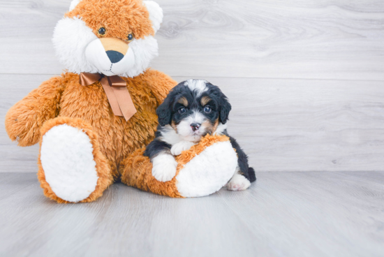 Mini Bernedoodle Puppy for Adoption