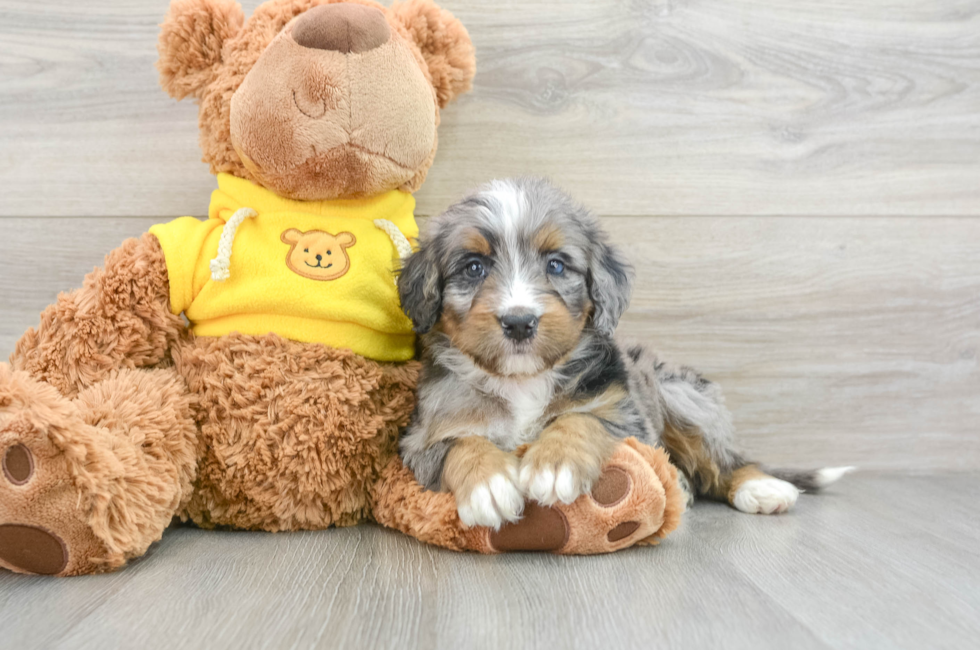 6 week old Mini Bernedoodle Puppy For Sale - Premier Pups