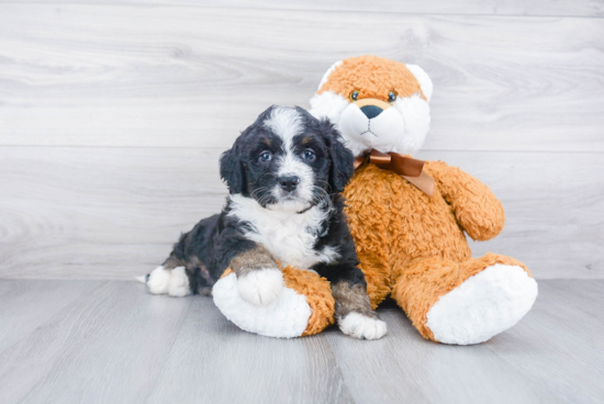 Mini Bernedoodle Pup Being Cute