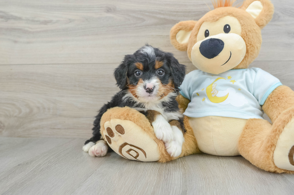 6 week old Mini Bernedoodle Puppy For Sale - Premier Pups