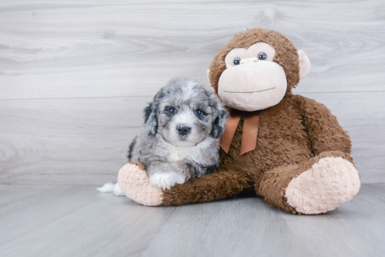 Best Mini Bernedoodle Baby