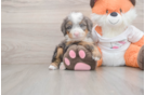 Energetic Mini Bernadoodle Poodle Mix Puppy
